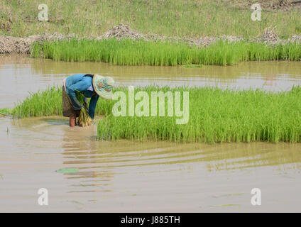 Travaillant dans les rizières de la province de Siem Reap, Cambodge Banque D'Images