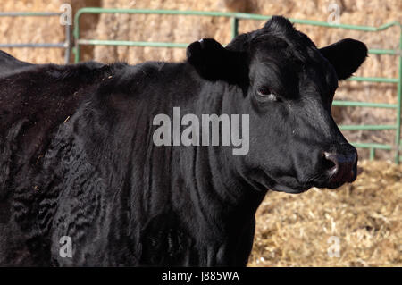 Un gros plan d'une vache Black Angus. Banque D'Images