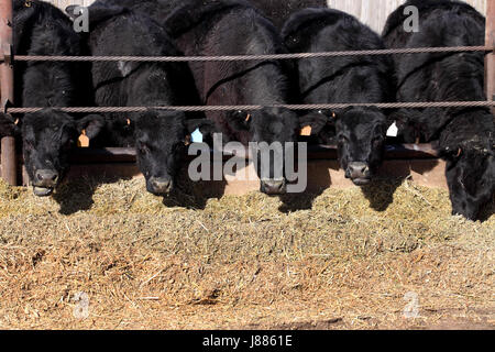Les vaches Black Angus se nourrit de foin haché dans un parc d'engraissement Banque D'Images