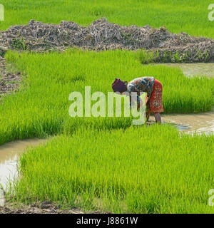 Travaillant dans les rizières de la province de Siem Reap, Cambodge Banque D'Images