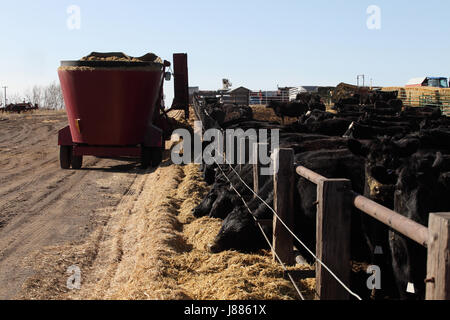 L'alimentation des vaches Black Angus haché sur le foin à un parc d'engraissement Banque D'Images