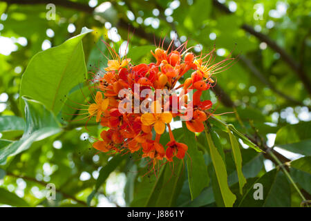 Nom local de la fleur est Ashok Phul. Nom anglais est Asoca Arbre. Couleur : orange jaunâtre. Famille : Laguminosae. Son nom scientifique est Saraca asoca. Banque D'Images