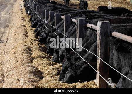 L'engraissement de bovins Angus noir dans un parc d'engraissement Banque D'Images