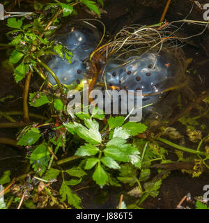 Une Salamandre La masse des oeufs, de Moose Pond près du chemin de fer miniature au parc Stanley. Banque D'Images