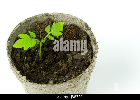 Vue rapprochée d'un pot avec de la mousse de tourbe biodégradable semis de tomate isolé sur fond blanc avec place pour le texte ou copy space Banque D'Images