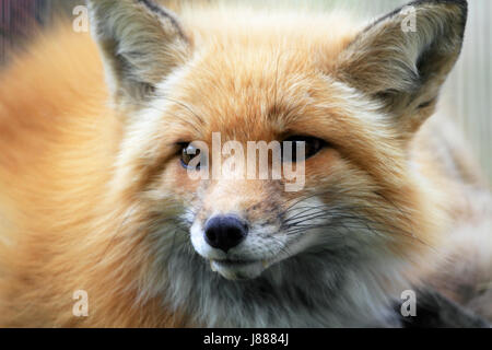 Le renard roux, Vulpes vulpes, gros plan Banque D'Images