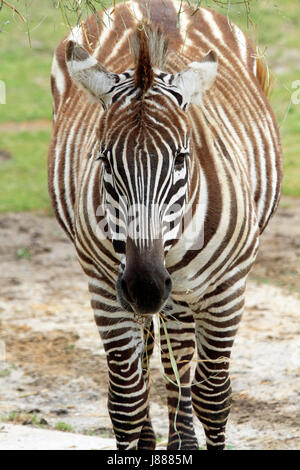 Le zèbre de Grant, Equus quagga Banque D'Images