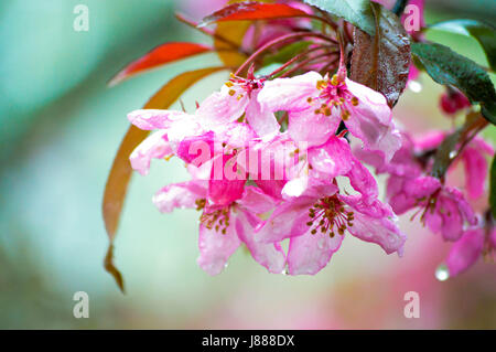 Fleurs roses apparaissent sur un pommier crabe au début du printemps Banque D'Images