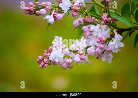 Les fleurs sur un lilas blanc Banque D'Images