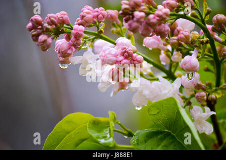 Les fleurs sur un lilas blanc Banque D'Images