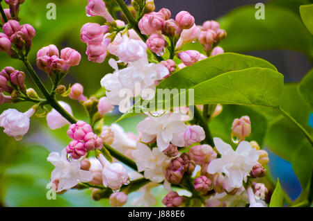 Les fleurs sur un lilas blanc Banque D'Images