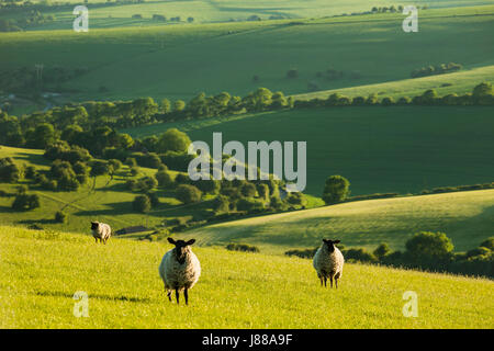 Des moutons paissant dans le parc national des South Downs sur une après-midi de printemps, East Sussex, Angleterre. Banque D'Images