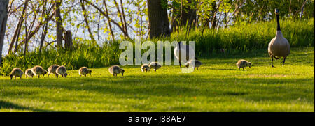 Image panoramique de la Bernache du Canada (Branta canadensis) famille de manger à côté d'un lac Banque D'Images