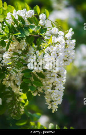 Les fleurs odorantes blanc gros plan acacia en fleurs Banque D'Images