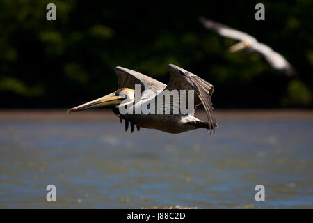 Pélican brun Pelecanus occidentalis,, à la sortie de Rio Grande, la côte Pacifique, province de Cocle, République du Panama. Banque D'Images