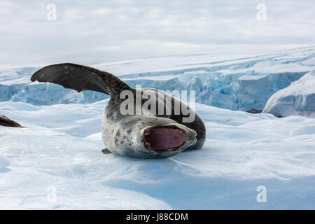 Leopard Seal avec la bouche ouverte sur un iceberg, à de la station Palmer, de l'Antarctique Banque D'Images