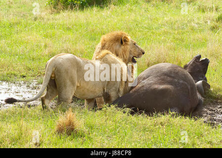 La chasse aux lions mâles remorquage un vieux mâle buffalo dans le parc national de Masai Mara au Kenya, Banque D'Images