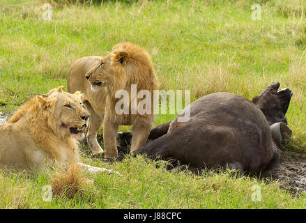La chasse aux lions mâles remorquage un vieux mâle buffalo dans le parc national de Masai Mara au Kenya, Banque D'Images