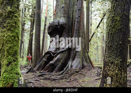 Un écologiste se trouve à côté d'un ancien vieux peuplements de thuya dans une forêt tropicale sur l'île de Vancouver, Colombie-Britannique, Canada. Banque D'Images