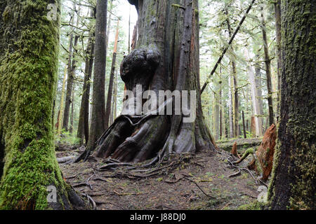 Un ancien vieux peuplements de thuya dans Avatar Grove, une forêt tropicale sur l'île de Vancouver, Colombie-Britannique, Canada. Banque D'Images