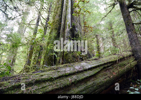 Vieux moussu le cèdre rouge de l'arbre le sentier surplombe un log dans une ancienne forêt tropicale sur l'île de Vancouver, Colombie-Britannique, Canada Banque D'Images