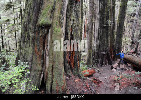 Un écologiste se trouve à côté d'un ancien vieux peuplements de thuya dans une forêt tropicale sur l'île de Vancouver, Colombie-Britannique, Canada. Banque D'Images