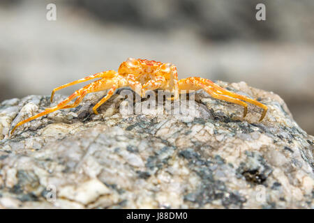 Crabe mort sur un rocher à la côte du Maine en Thaïlande Banque D'Images