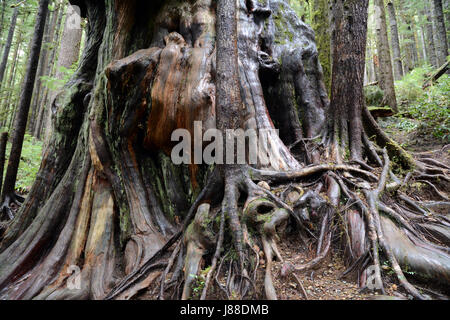 Un vieux cèdre rouge de l'Ouest à la croissance ancienne et gronte à Avatar Grove, une forêt tropicale de l'île de Vancouver, en Colombie-Britannique, au Canada. Banque D'Images