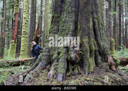 Une femme se trouve à côté de l'environnementaliste un ancien vieux peuplements de thuya dans une forêt tropicale sur l'île de Vancouver, Colombie-Britannique, Canada. Banque D'Images