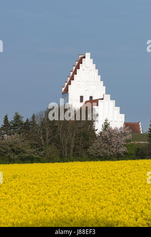 Champ de canola et l'église de Elmelunde au printemps Mon Danemark Scandinavie Europe Banque D'Images