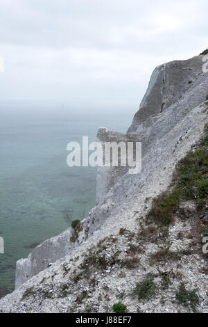 Møns Klint falaises de craie, l'île de Møn, Danemark, Europe Banque D'Images