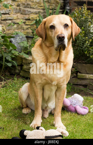 Red Fox Labrador assis Banque D'Images