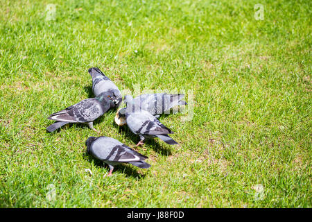 Un groupe de pigeons de manger un pain sur une pelouse verte Banque D'Images