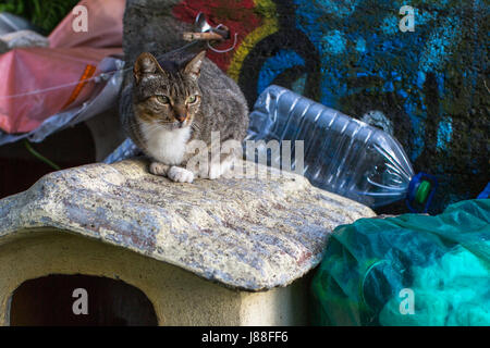 Chat assis sur le dépotoir. La pollution de l'environnement. Banque D'Images