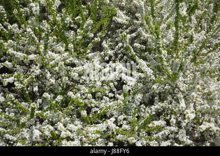 Arbres en fleurs à Dunaszerdahely (Dunajská Streda) dans le sud de la slovaquie dans la belle et luxuriante (Csallóköz Zitny Ostrov) Banque D'Images