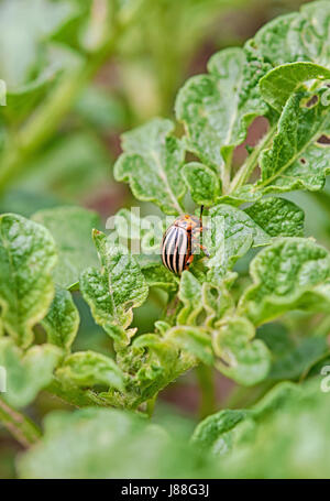 Close up d'un doryphore sur une feuille de pomme de terre Banque D'Images