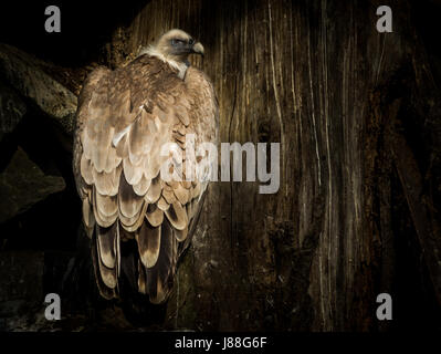 Grand oiseau Cinereous vulture (Platycnemis monachus) sur fond de bois et d'arbres Banque D'Images