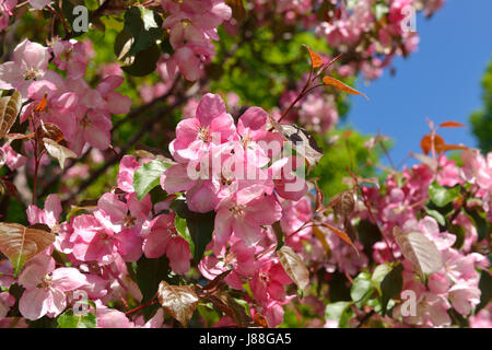 Niedzwetzkyana Niedzwetzky Malus, ou d'apple Banque D'Images