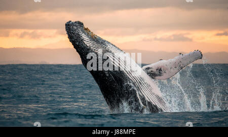 La baleine à bosse saute hors de l'eau. Madagascar. St. Mary's Island. Banque D'Images