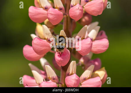 La nature dans l'harmonie : belle rose vif-comme des bourgeons du racème lupin sous forme de plantes, une masse de nourriture naturelle pour les Britanniques Bumbleebee (Bombus) Banque D'Images