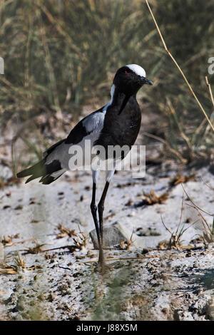 Pavoncella fabbro (Vanellus armatus), forgeron sociable Banque D'Images