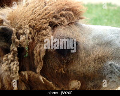 Double bosse de chameau,(Camelus bactrianus) Banque D'Images