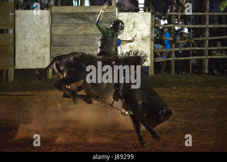 Un bull rider lui-même sur les soldes un taureau pendant le festival de bull à Nicoya, Costa Rica. Banque D'Images