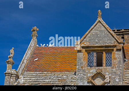 Colombes blanches au repos sur le toit de l'historique Maison Athelhampton, Dorset, Angleterre Banque D'Images