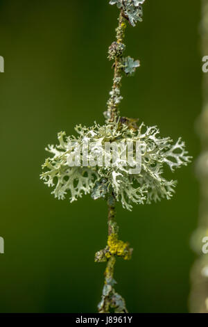 Mousse de lichen poussant sur un arbre Tamarack Banque D'Images