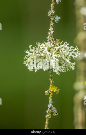 Mousse de lichen poussant sur un arbre Tamarack Banque D'Images