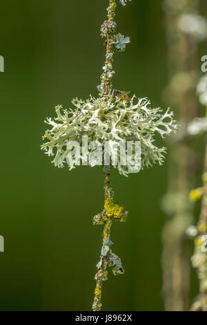 Mousse de lichen poussant sur un arbre Tamarack Banque D'Images