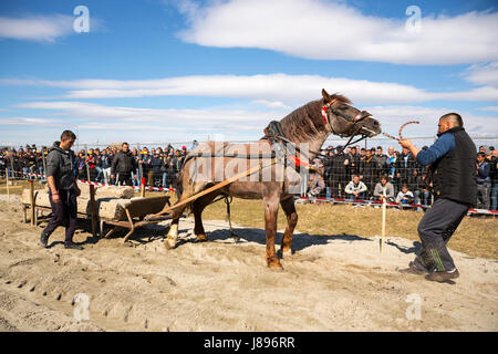 Sofia, Bulgarie - 3 mars, 2017 : les chevaux et leurs propriétaires participent à un tournoi de tirer lourd. Les animaux doit tirer une charge de centaines de kilogra Banque D'Images
