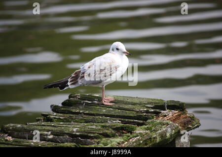 Mouette Banque D'Images