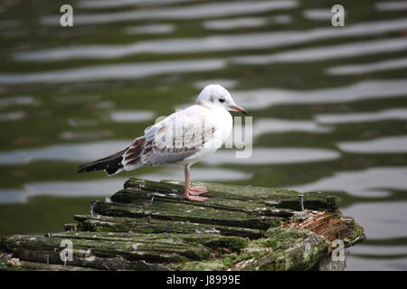 Mouette Banque D'Images